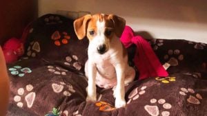 Hvalpen Daisy er en Dansk/Svensk gårdhund