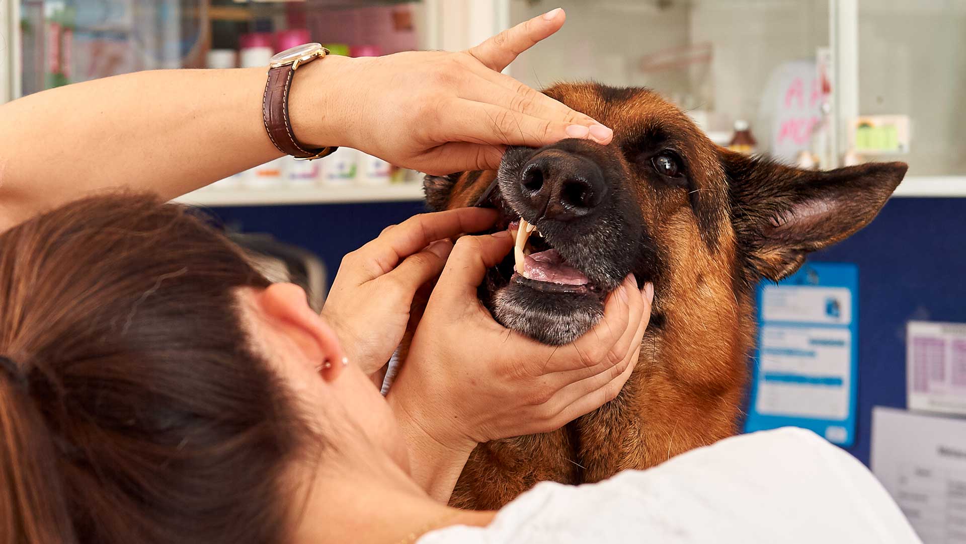 Tandsygdomme hos hunde og katte