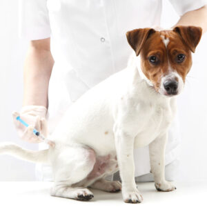 Vaccination af hunde
