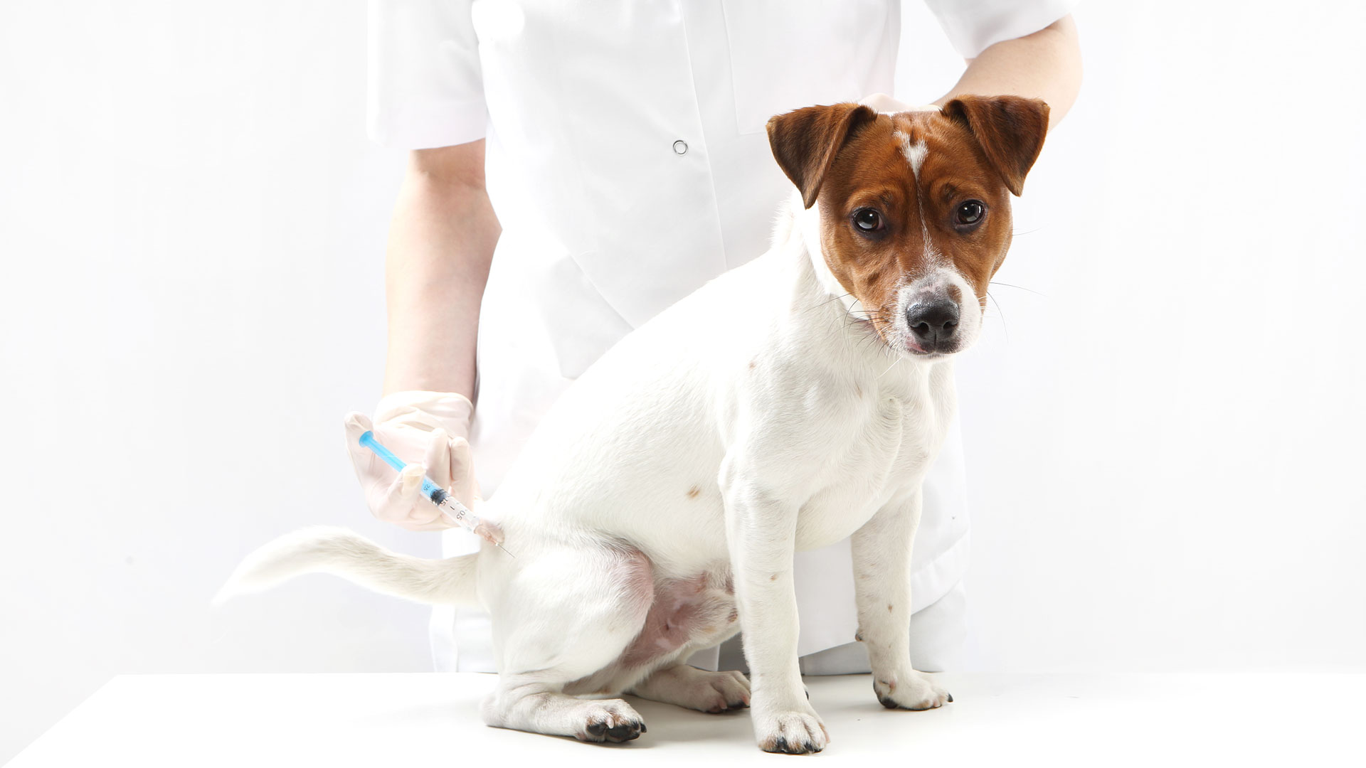 Vaccination af hunde