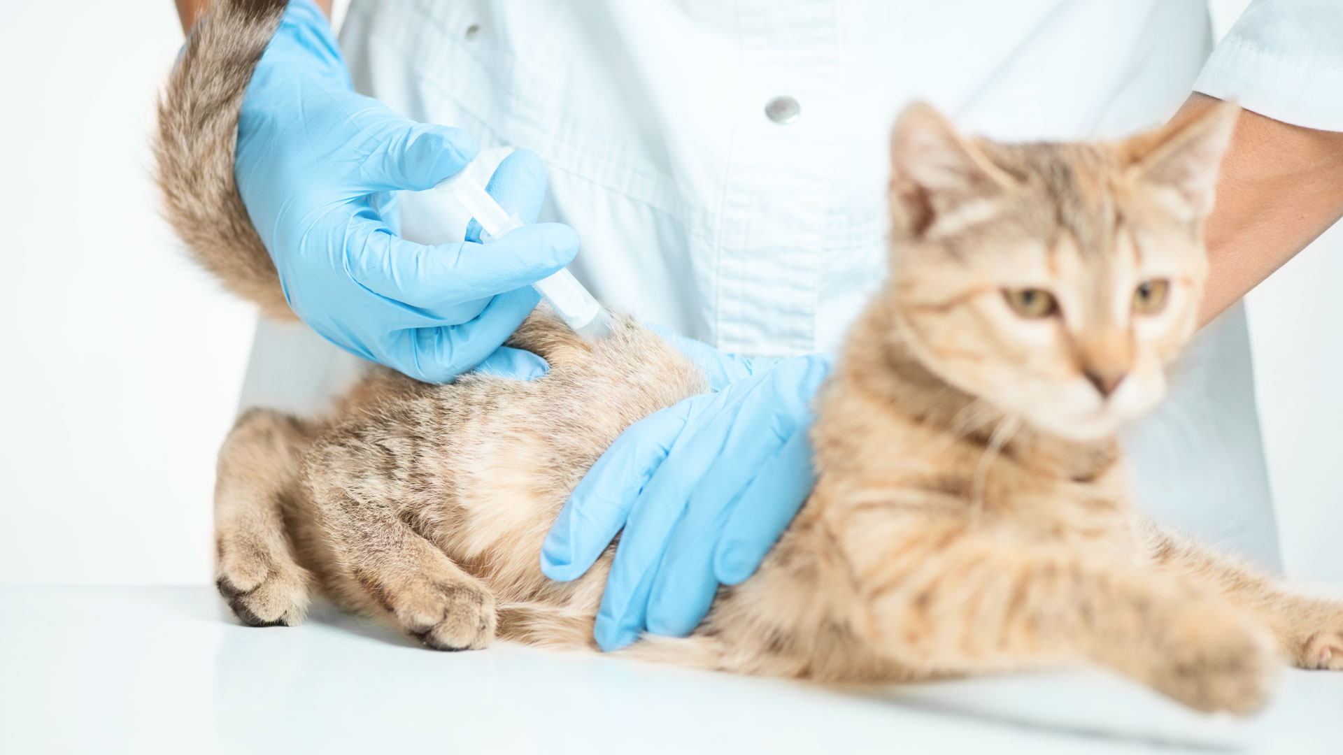 Vaccination af katte