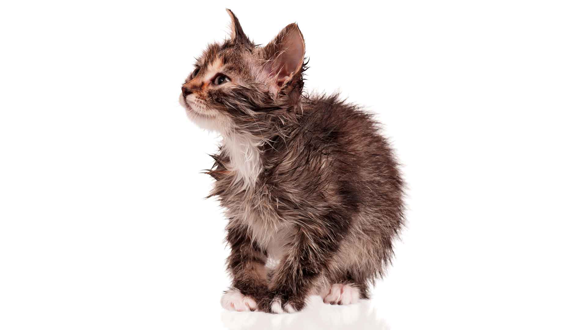 Allergi katte - reaktioner, symptomer behandling