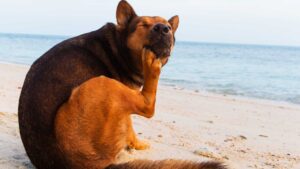 Hund hudlidelse