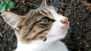 Kat med flåt