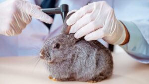 Kanin øreproblemer, f.eks. øremider