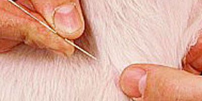 Akupunktur til dyr