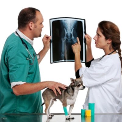 Albueledsdysplasi osteochondrose unge hunde