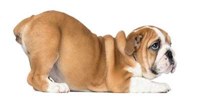 tæppe sikkerhed Afvise Analkirtler hos hunde - behandling og pleje