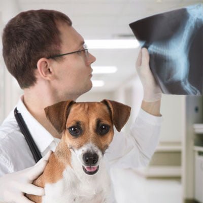Opkastning og diarré hos hunde til skånekost
